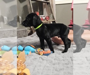 Medium German Shorthaired Lab