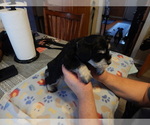 Small Photo #7 Schnauzer (Miniature) Puppy For Sale in ROCKINGHAM, NC, USA