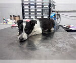 Small German Wirehaired Pointer Mix