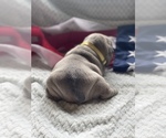 Small Photo #11 French Bulldog Puppy For Sale in RICHLAND, IA, USA