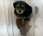 Small Biewer Terrier-Poodle (Miniature) Mix