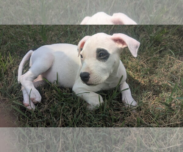 Medium Photo #4 Labrador Retriever-Unknown Mix Puppy For Sale in The Woodlands, TX, USA