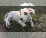 Small #3 Labrador Retriever Mix