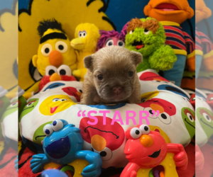 French Bulldog Puppy for sale in BUCKEYE, AZ, USA