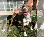 Rochelle - Female Mutt Dog for Adoption - Small photo