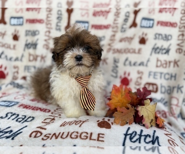 Medium Photo #8 Shih-Poo Puppy For Sale in LAKELAND, FL, USA