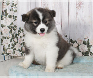 Pomsky Puppy for sale in PENNS CREEK, PA, USA
