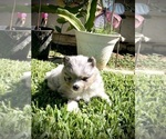 Small Pomeranian