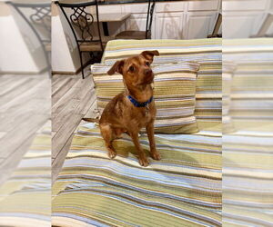 Border Terrier-Chihuahua Mix Dogs for adoption in Dallas, TX, USA