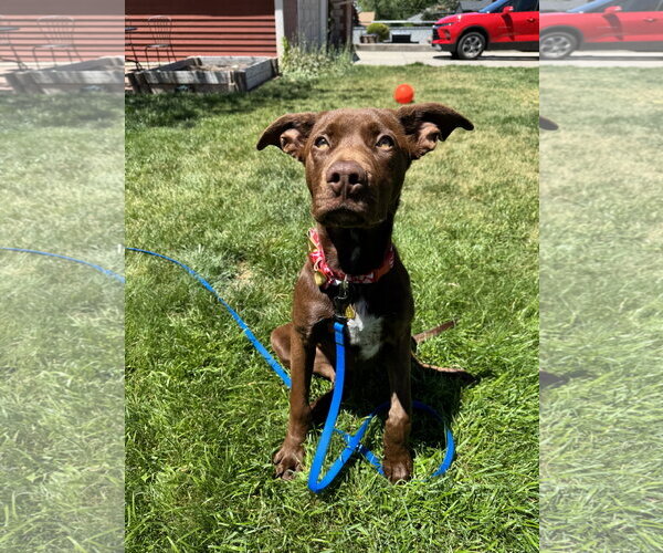 Medium Photo #2 Labrador Retriever-Unknown Mix Puppy For Sale in Sandy, UT, USA