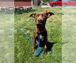 Small #1 Labrador Retriever Mix
