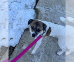 Small #13 Jack Russell Terrier-Spaniel Mix