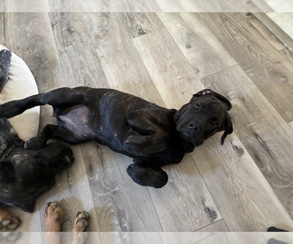 Medium Photo #6 Rotticorso Puppy For Sale in REEVESVILLE, SC, USA