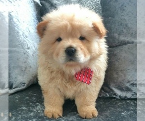 Chow Chow Puppy for sale in CHINO HILLS, CA, USA