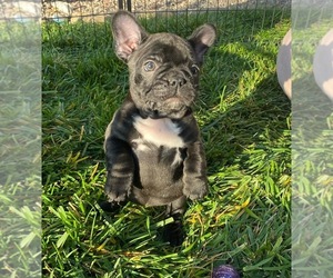 French Bulldog Puppy for sale in MONTCLAIR, CA, USA