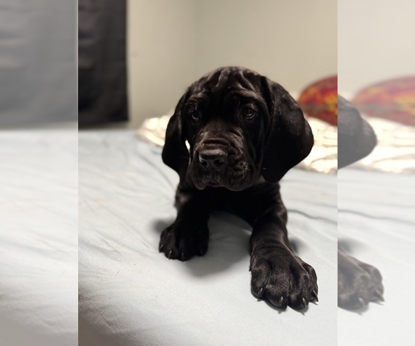 Medium Photo #27 Cane Corso Puppy For Sale in COLONIAL HEIGHTS, VA, USA