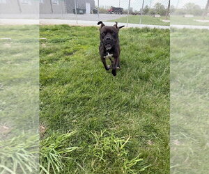 Reaper - Long Term Resident - Sponsored - Male American Staffordshire Terrier-Boxer Mix Dog for Adoption - Photo #7