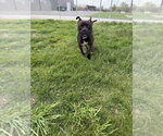 Small #6 American Staffordshire Terrier-Boxer Mix