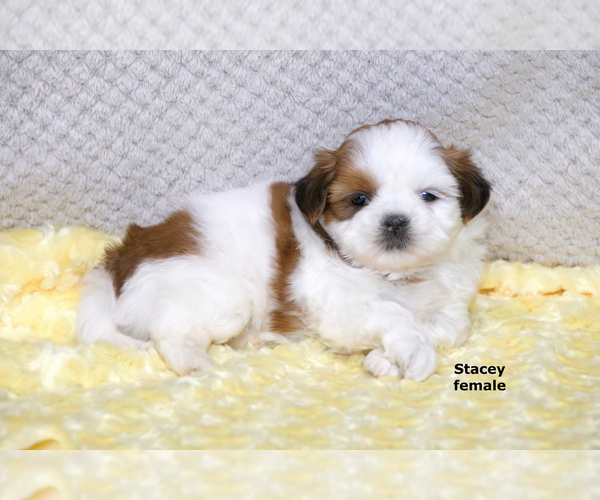 Medium Photo #9 Shih Tzu Puppy For Sale in CLARE, MI, USA