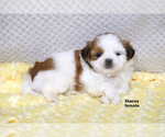 Small #8 Shih Tzu