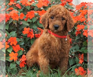 Poodle (Standard) Puppy for sale in FREDERICKSBG, OH, USA