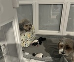 Puppy Puppy 2 YorkiePoo