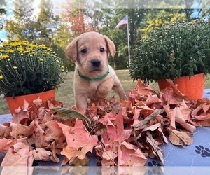 Labrador Retriever Puppy for Sale in DE MOSSVILLE, Kentucky USA