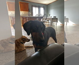 Doberman Pinscher Dogs for adoption in Minneaoplis, MN, USA