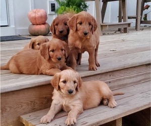 Goldendoodle Litter for sale in BURKESVILLE, KY, USA