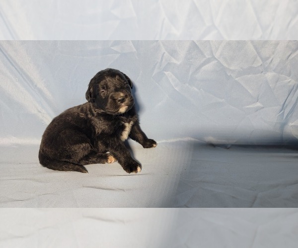 Medium Photo #73 Golden Mountain Dog Puppy For Sale in BLACK FOREST, CO, USA