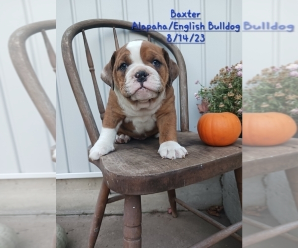 Medium Photo #1 Alapaha Blue Blood Bulldog-English Bulldog Mix Puppy For Sale in TOPEKA, IN, USA