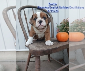 Alapaha Blue Blood Bulldog-English Bulldog Mix Puppy for Sale in TOPEKA, Indiana USA