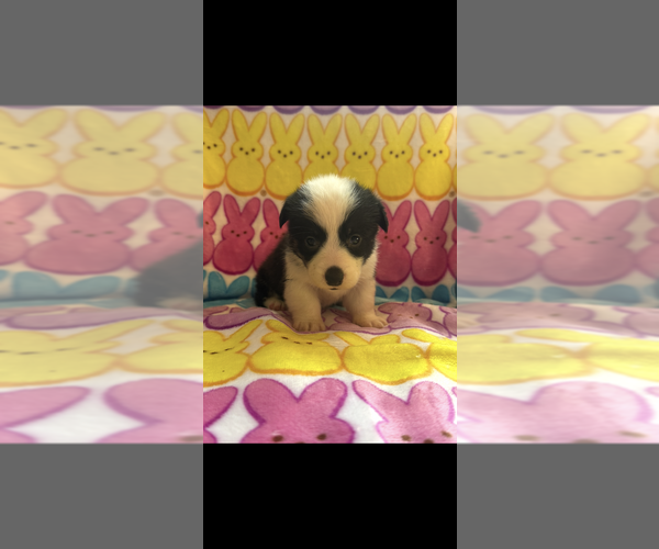 Medium Photo #5 Pembroke Welsh Corgi Puppy For Sale in SHERMAN, TX, USA