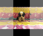 Small #4 Pembroke Welsh Corgi