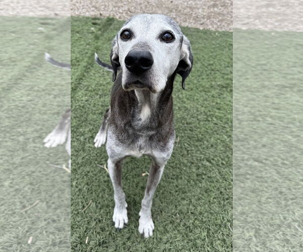 Medium Photo #1 Labrador Retriever-Unknown Mix Puppy For Sale in Leavenworth, KS, USA