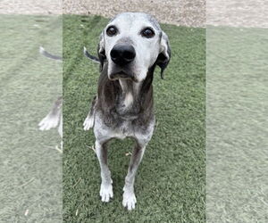 Labrador Retriever-Unknown Mix Dogs for adoption in Leavenworth, KS, USA