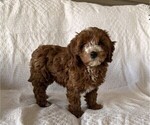 Small Photo #2 Cavapoo (Miniature) Puppy For Sale in THORP, WI, USA