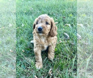 Goldendoodle (Miniature) Puppy for sale in FRANKLIN, IN, USA