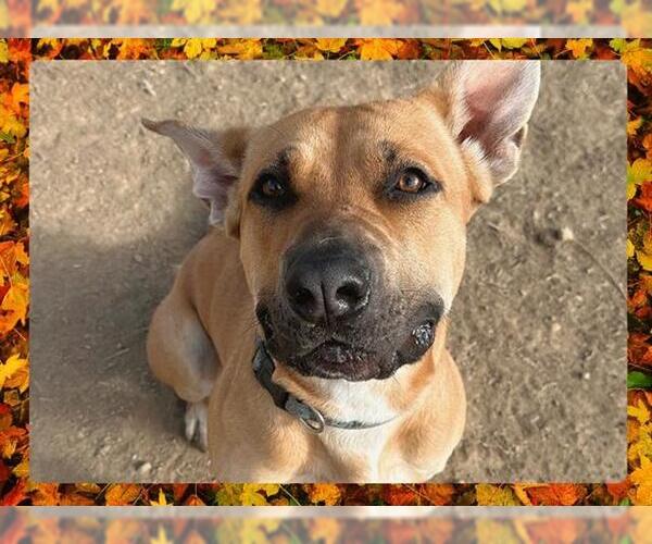 Medium Photo #6 American Pit Bull Terrier-Unknown Mix Puppy For Sale in Ojai, CA, USA