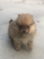 Mother of the Pomeranian puppies born on 10/01/2018