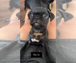 Small Photo #2 Pug Puppy For Sale in CHICAGO, IL, USA