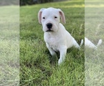 Puppy 1 Dogo Argentino