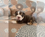 Small Photo #12 English Bulldog Puppy For Sale in CIBOLO, TX, USA
