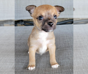 Rat-Cha Dogs for adoption in Corona, CA, USA