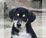 Small Labrador Retriever Mix