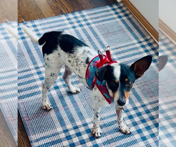 Medium Photo #3 Jack Russell Terrier-Unknown Mix Puppy For Sale in St. Louis Park, MN, USA