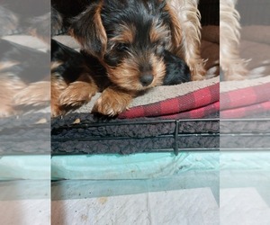 Yorkshire Terrier Puppy for sale in WINNABOW, NC, USA