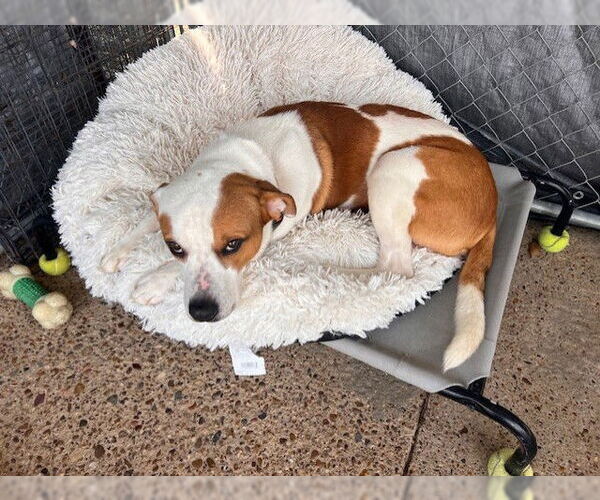 Medium Photo #2 Lab-Pointer Puppy For Sale in Nassau bay, TX, USA