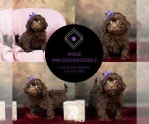Medium Goldendoodle (Miniature)