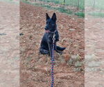 Small #3 Dutch Shepherd -German Shepherd Dog Mix